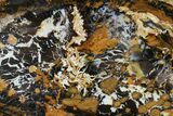 Polished Petrified Shrinkwood Slab - Parker, Colorado #184973-1